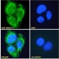 Goat Anti-Netrin 1 Antibody